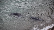 Grey Seals Playing in Sea Surf, County Wicklow, Ireland