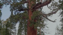 Giant Sequoias in national park