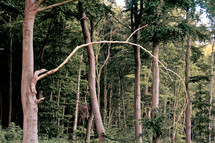 trees in a forest 