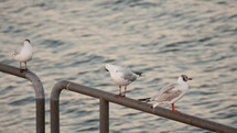 seagulls on a metal railing 
