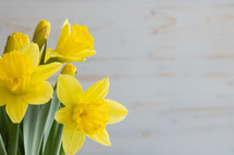 daffodils on a white background 