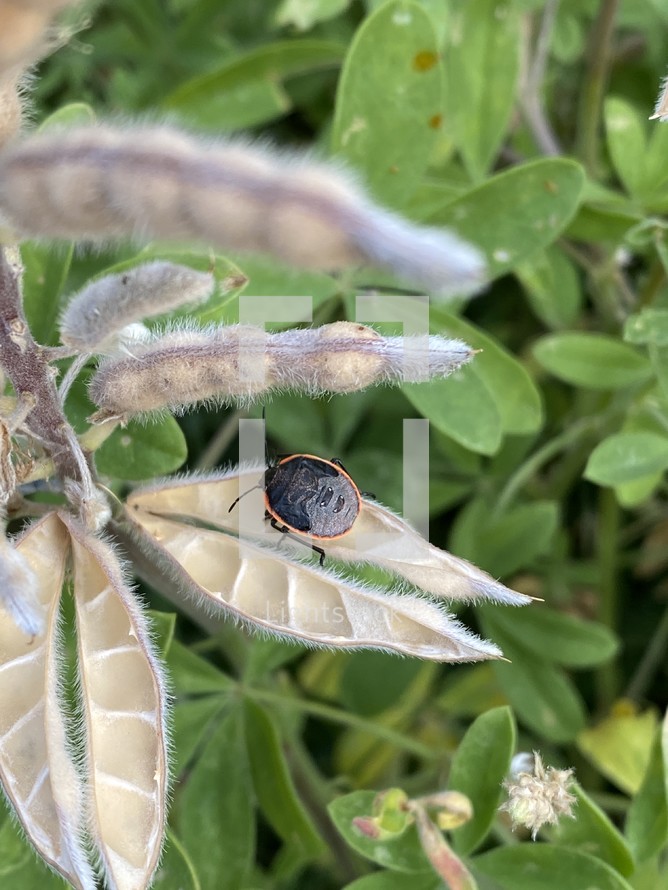 A garden pest on open bluebonnet seed pod