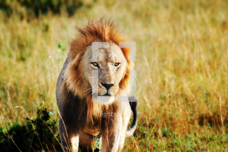 Wild lion