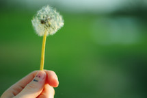 A hand holding a dandelion.