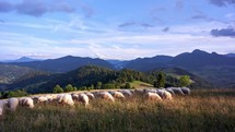 A flock of sheep graze in a beautiful landscape with mountains, hills, meadows and forests, Paradise on earth