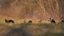 Wild Turkeys Fanning Hunting Season Fanning First Thanksgving Indians Pilgrims 4K