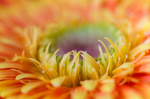 orange flower closeup 