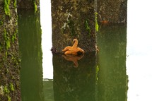 starfish on a pier 