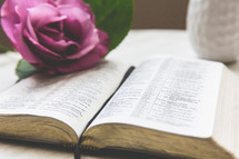 flower on the pages of a Bible 