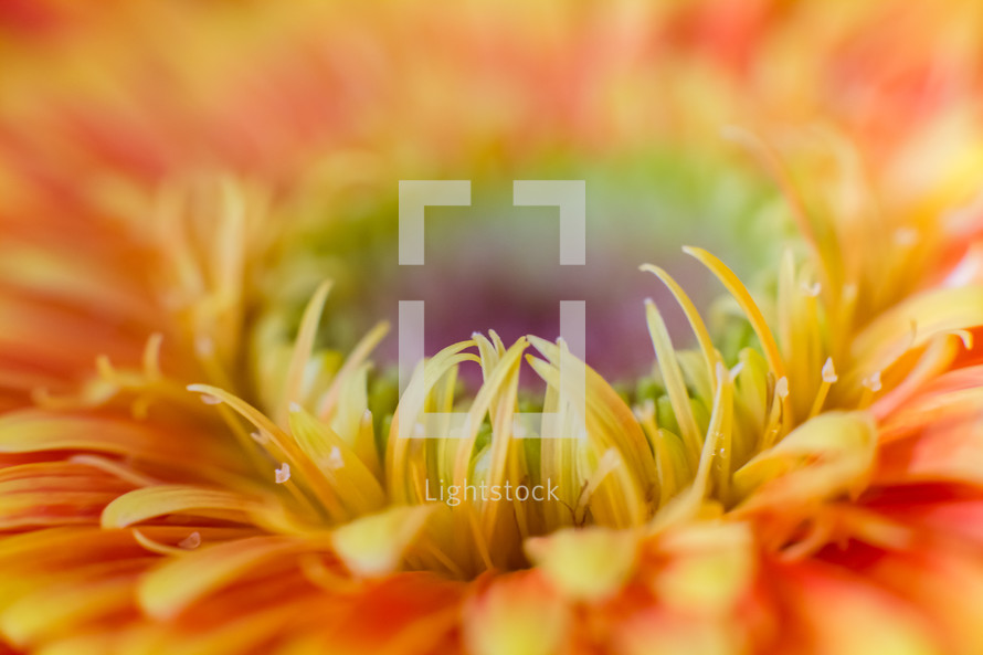 orange flower closeup 