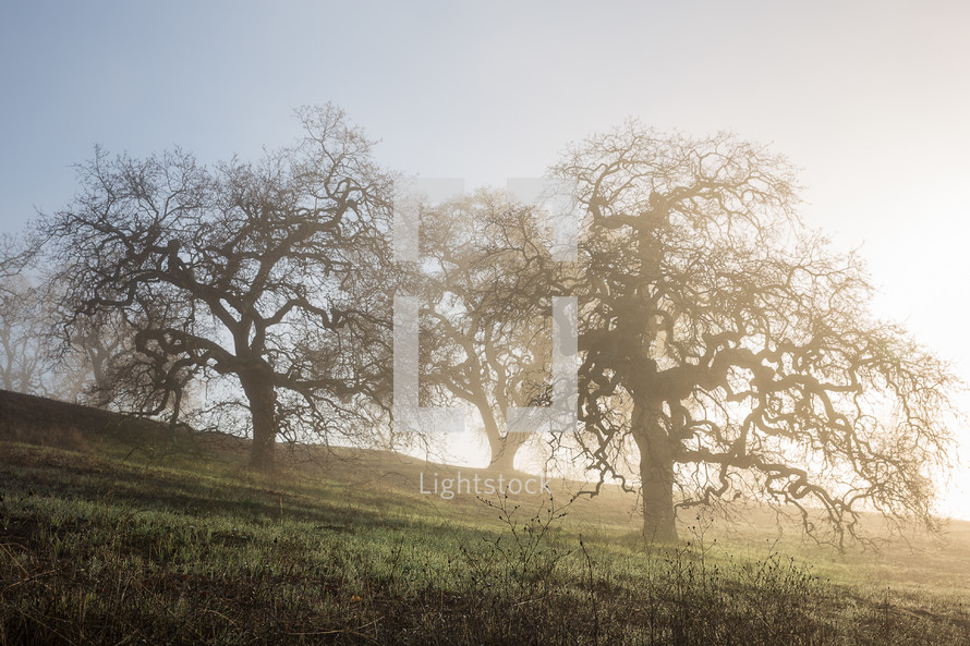 trees with curly branches on the side of a hill 