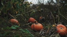 Pumpkins growing in a pumpkin patch, 4K halloween setting video, orange fruit, thanksgiving, trick or treat