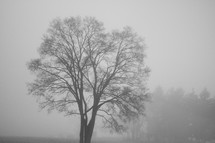 a winter tree in fog 