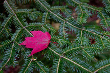 red fall maple leaf on green fraser fir branch