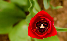 closeup of a red flower