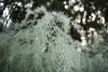 frost on pine needles 