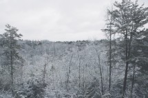 Treetops in winter.