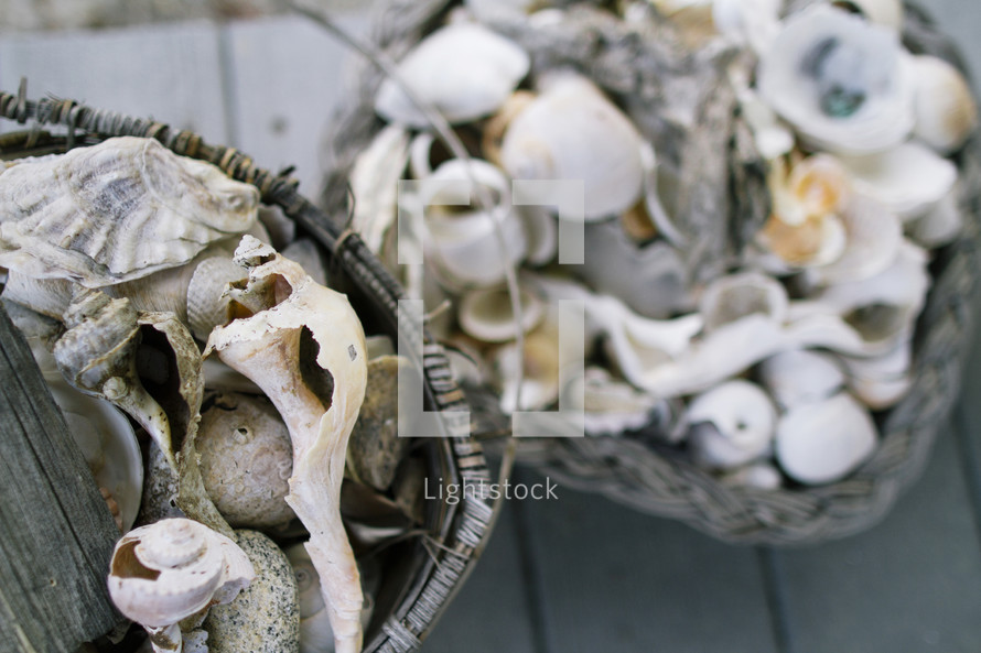 basket of found sea shells 