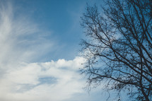 bare tree under a sky 