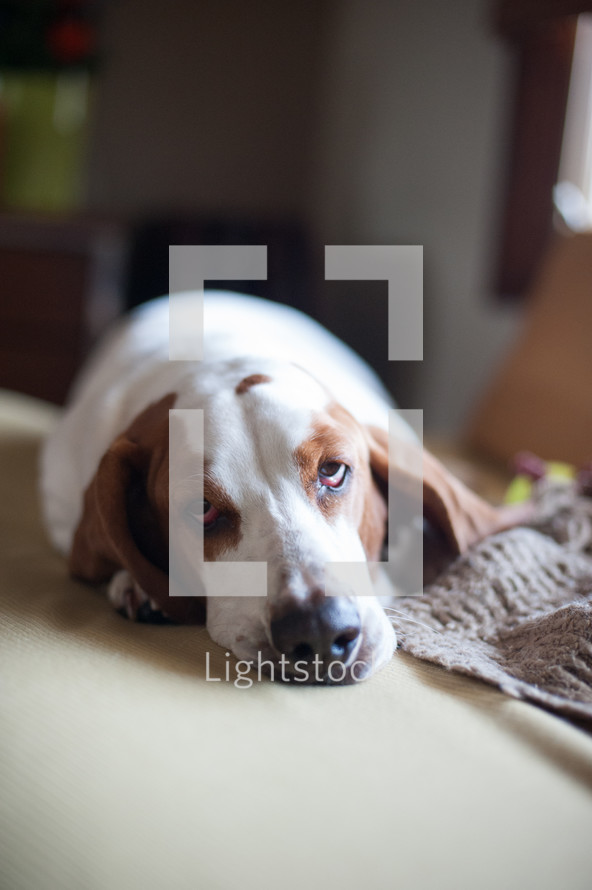 sleeping basset hound dog 
