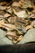serpent in dead leaves 