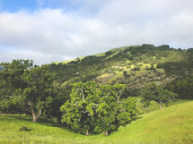 trees on a green hills 