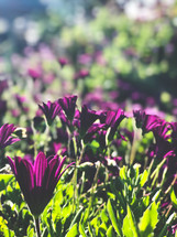 sunlight on purple spring flowers 