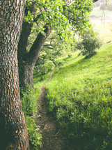 path on green hills 
