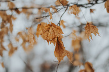 brown fall leaves on a branch 