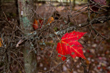 single red fall maple leaf left on a tree branch