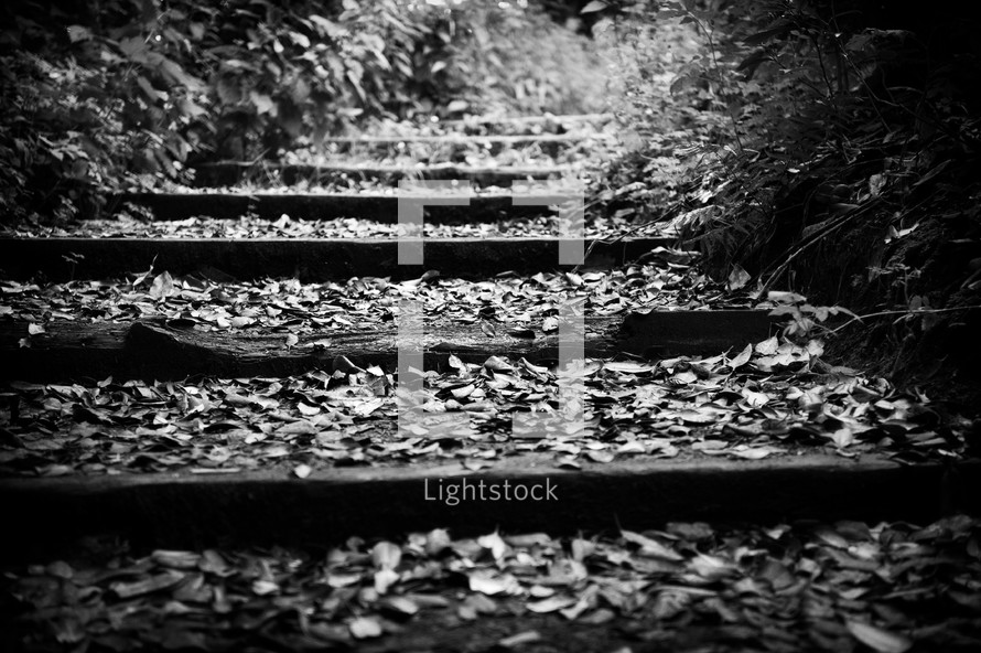 deserted railroad tracks in woods