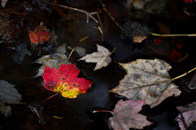 fall leaves in a puddle