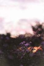 purple flowers at sunset 