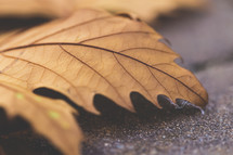 fall leaf macro