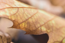 fall leaf macro 