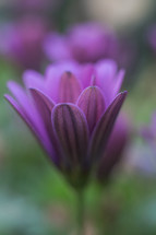 blooming purple flower 