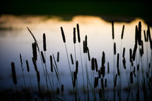 A silhouette of cattails against a body of water.