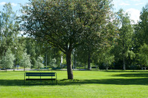 park bench under a summer tree 