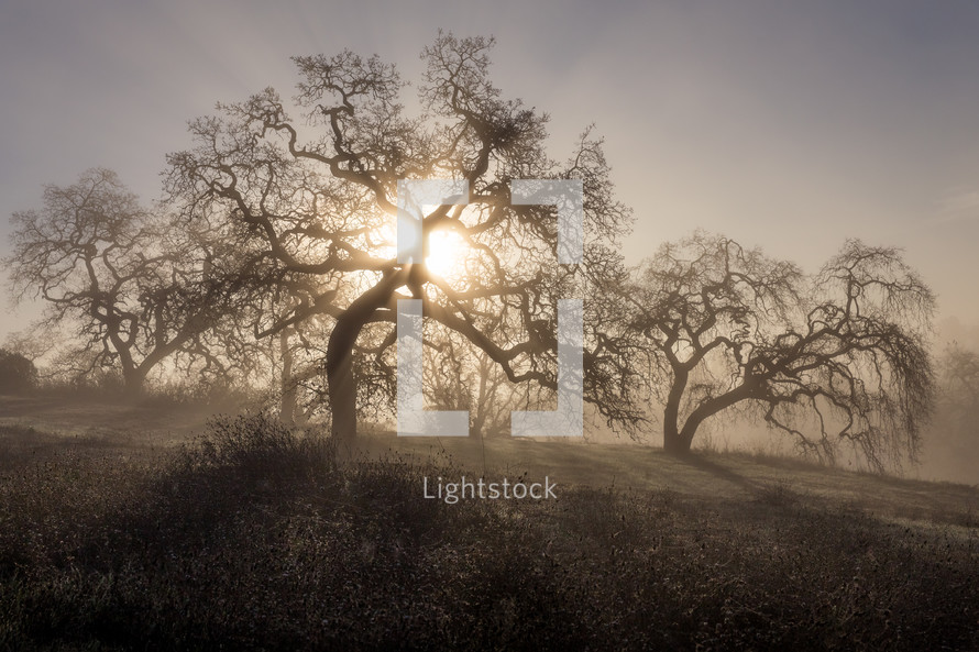 sunlight filtering through barren trees on a hillside