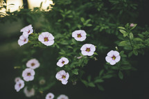 tiny white flowers 