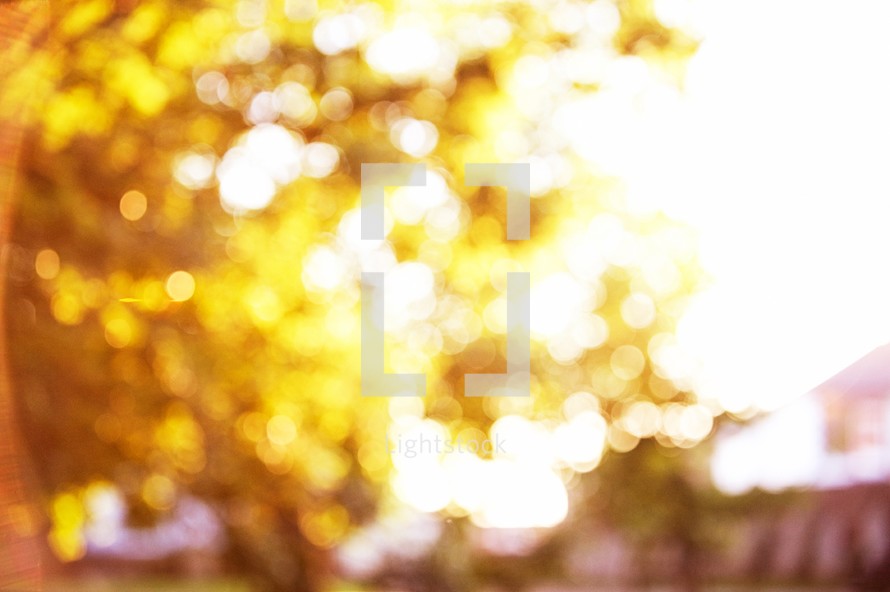 Bright sunshine through fall leaves.