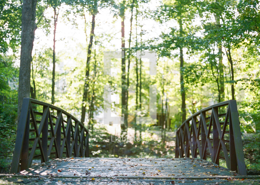 bridge on a path in a forest 