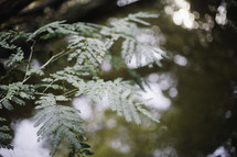 leaves of mimosa trees 