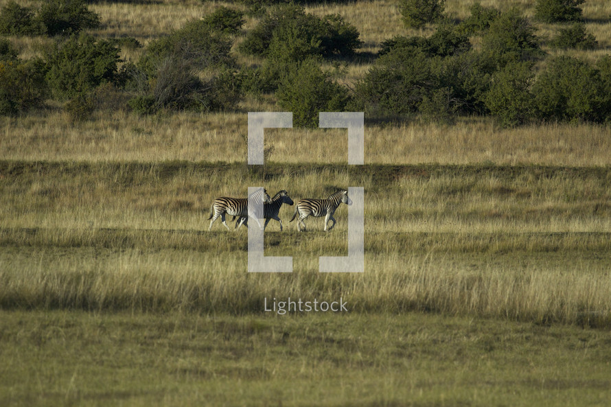 zebras in the African savanna