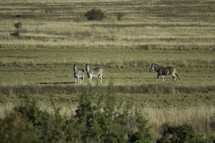 zebras in the Savanna