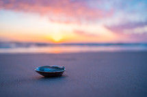 shell on a beach at sunset 