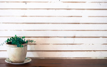 weathered white wood background and house plant 