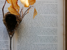 branch with bird nest on the pages of a book 