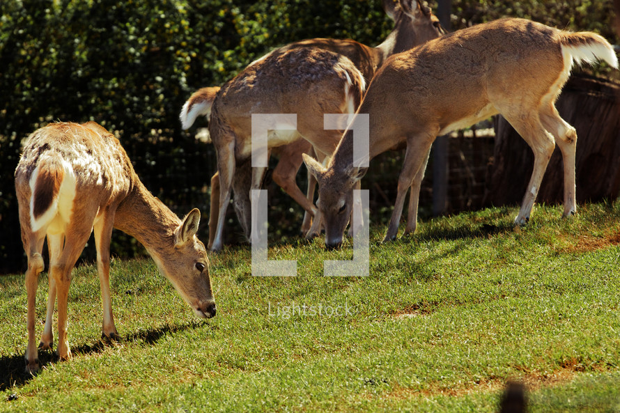 White-tailed deer grazing on grass.
