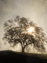 an isolated tree and the sun 